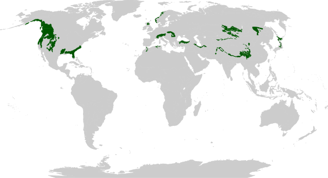 biome_map_Temperate_coniferous_forests